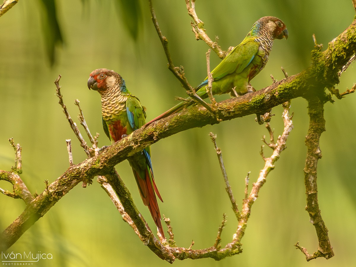 Subandean Parakeet (Azuero) - ML621393766