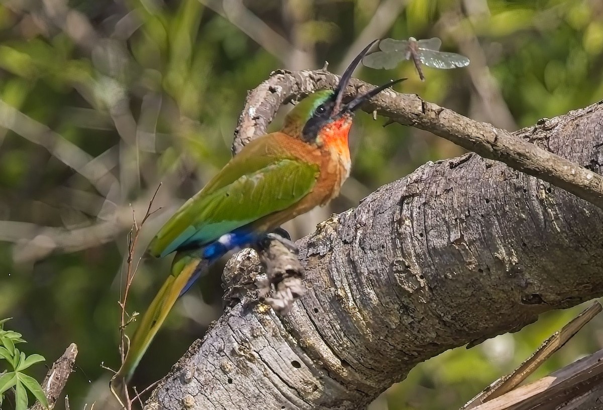 Madagascar Bee-eater - ML621393834