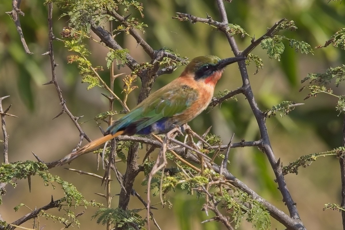 Madagascar Bee-eater - ML621393835