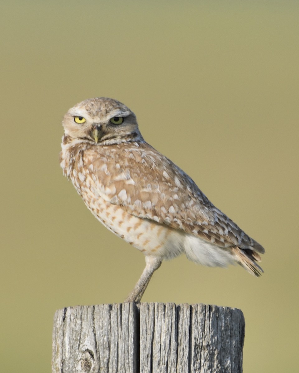 Burrowing Owl - ML621393836