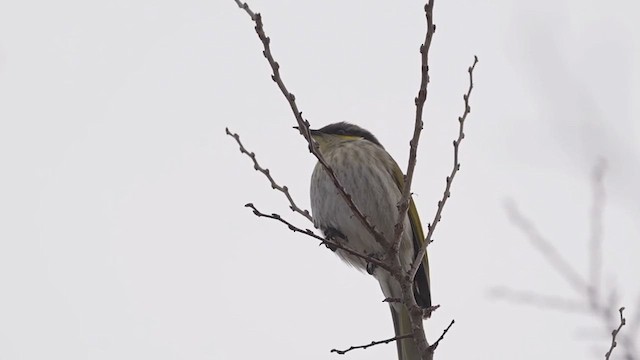 Singing Honeyeater - ML621393863