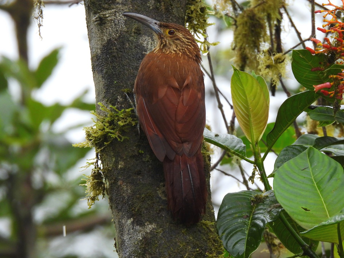 Strong-billed Woodcreeper - ML621393868