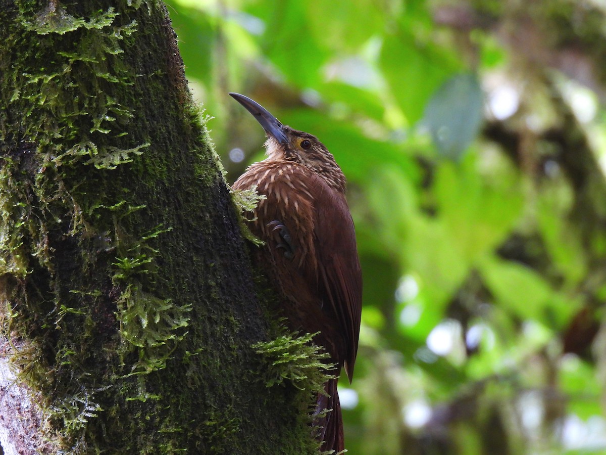 Strong-billed Woodcreeper - ML621393870