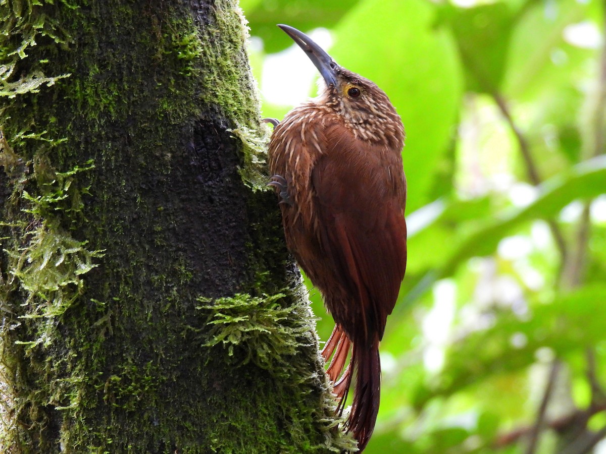 Strong-billed Woodcreeper - ML621393871
