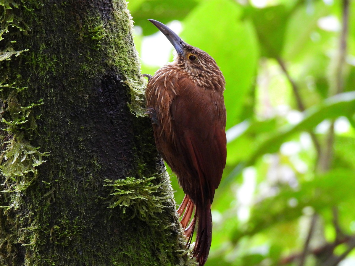 Strong-billed Woodcreeper - ML621393872
