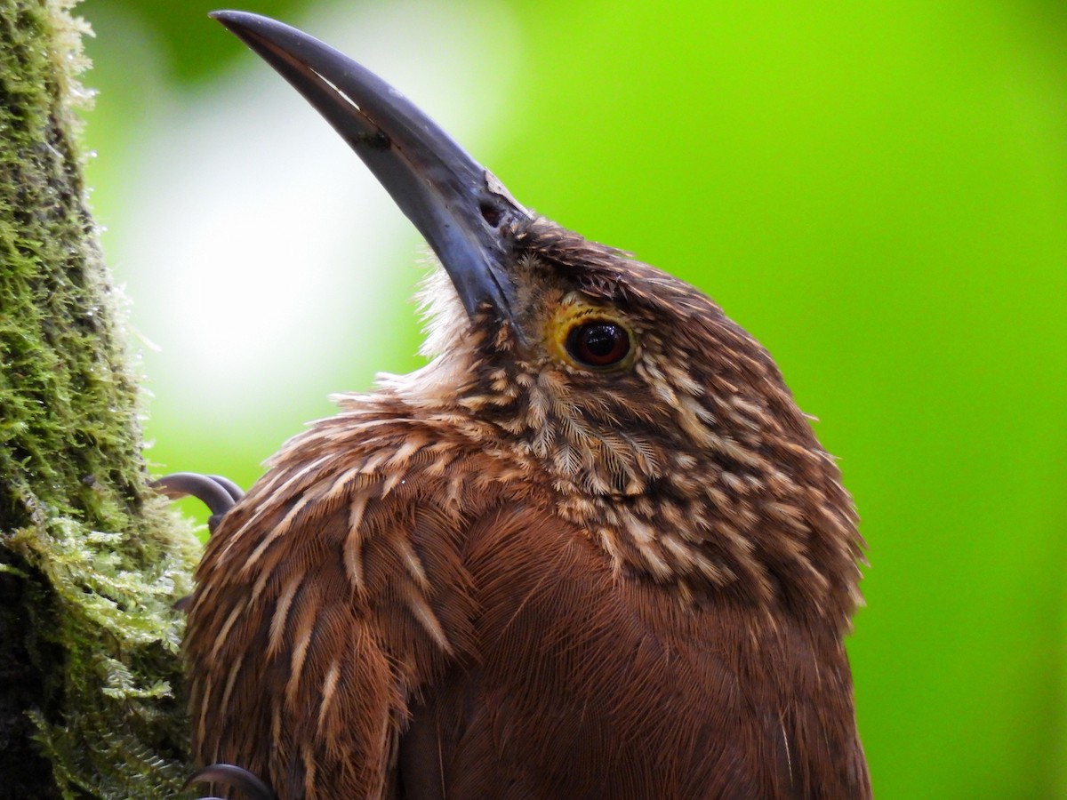 Strong-billed Woodcreeper - ML621393873