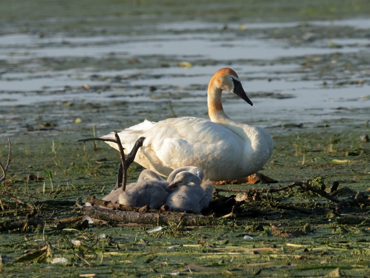 Cisne Trompetero - ML621393886