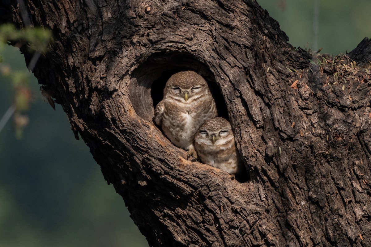 Spotted Owlet - ML621393887