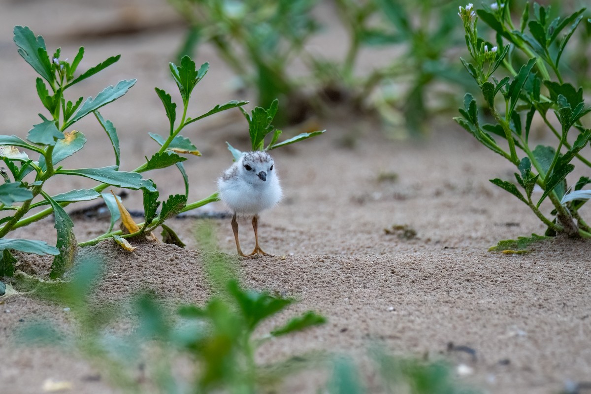 Piping Plover - ML621393888