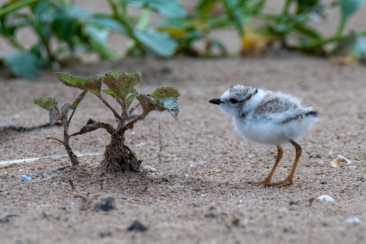 Piping Plover - ML621393890