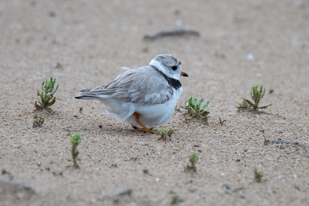 Piping Plover - ML621393892