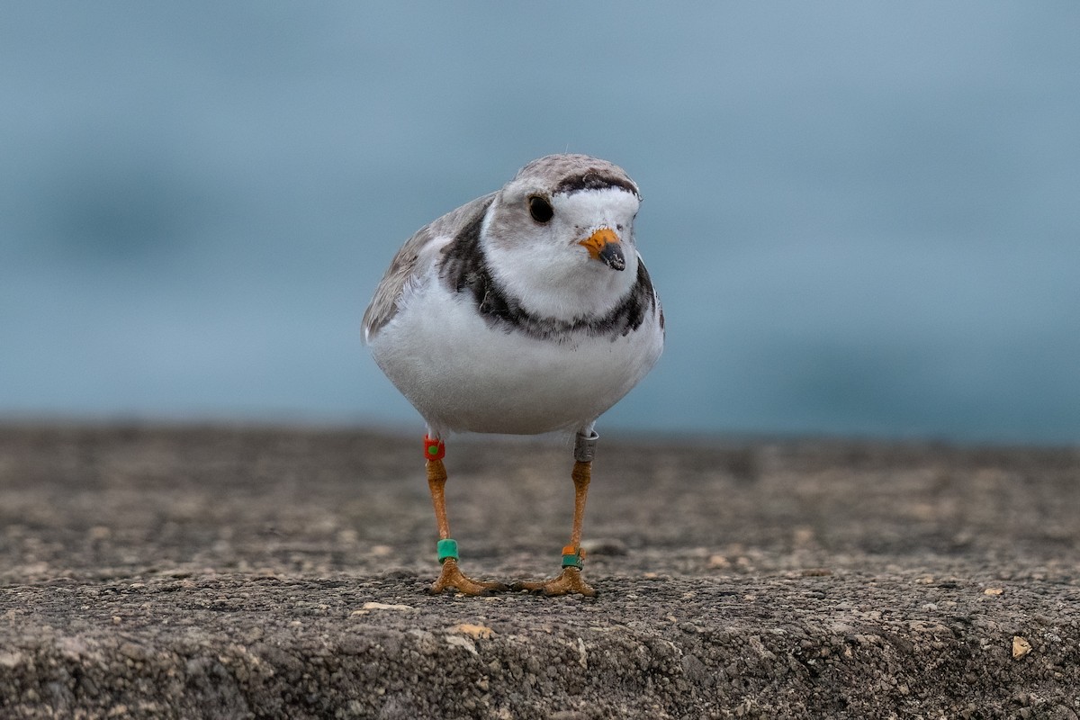 Piping Plover - ML621393895