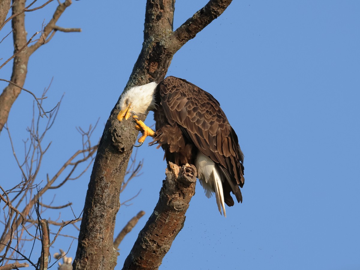 Bald Eagle - ML621393899