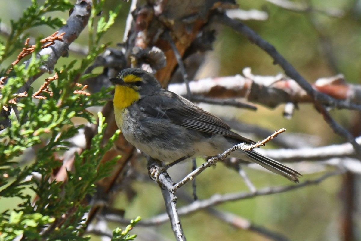 ponderosaparula - ML621393962