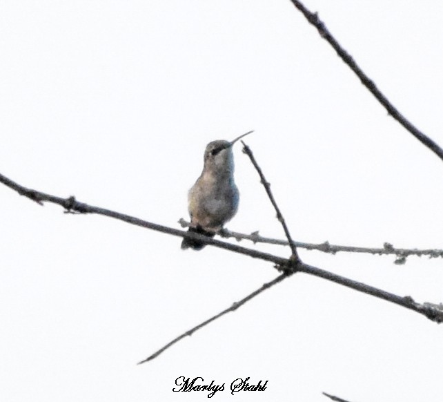 Black-chinned Hummingbird - ML621393973