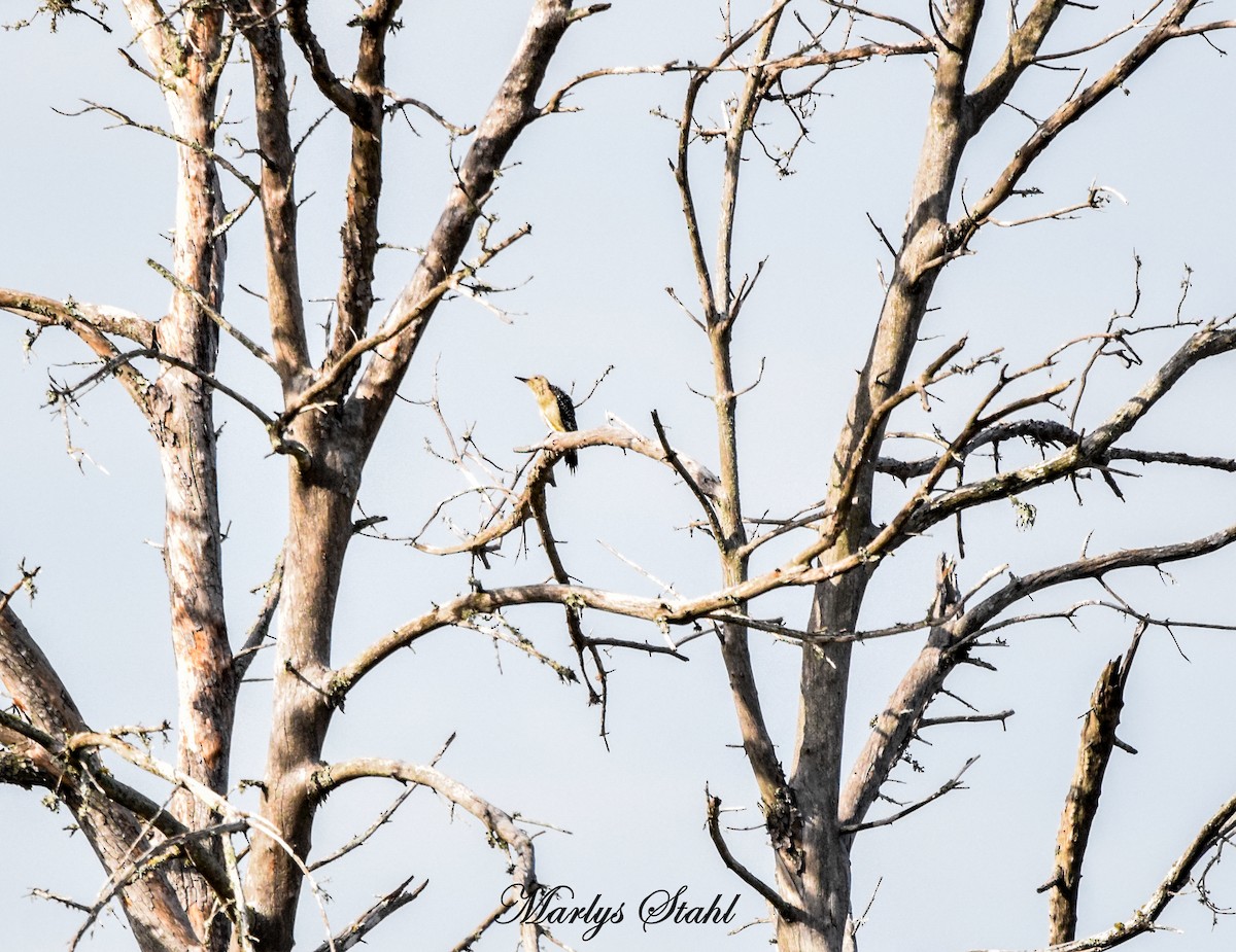 Golden-fronted Woodpecker - ML621393991