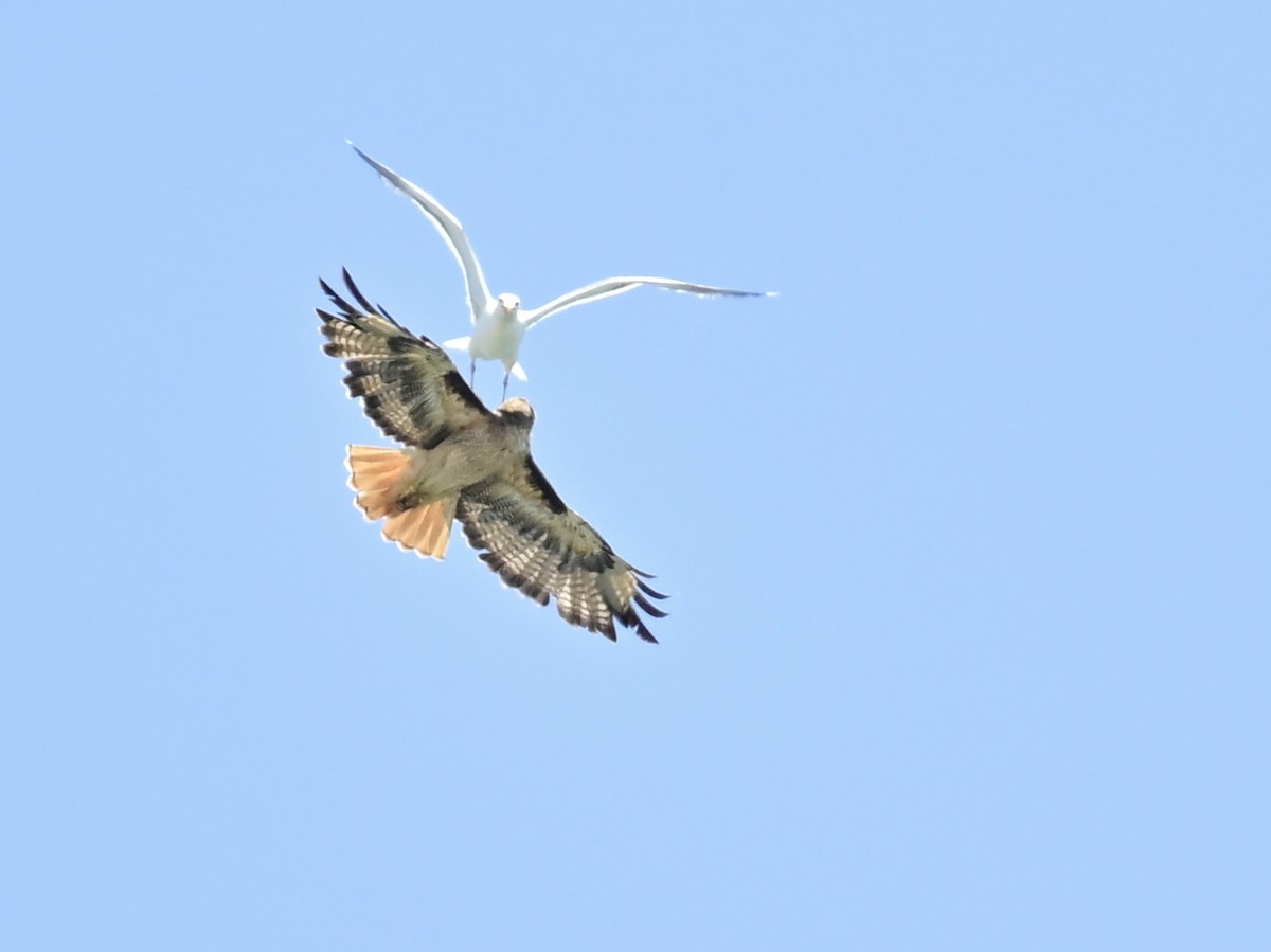 Red-tailed Hawk - ML621394032