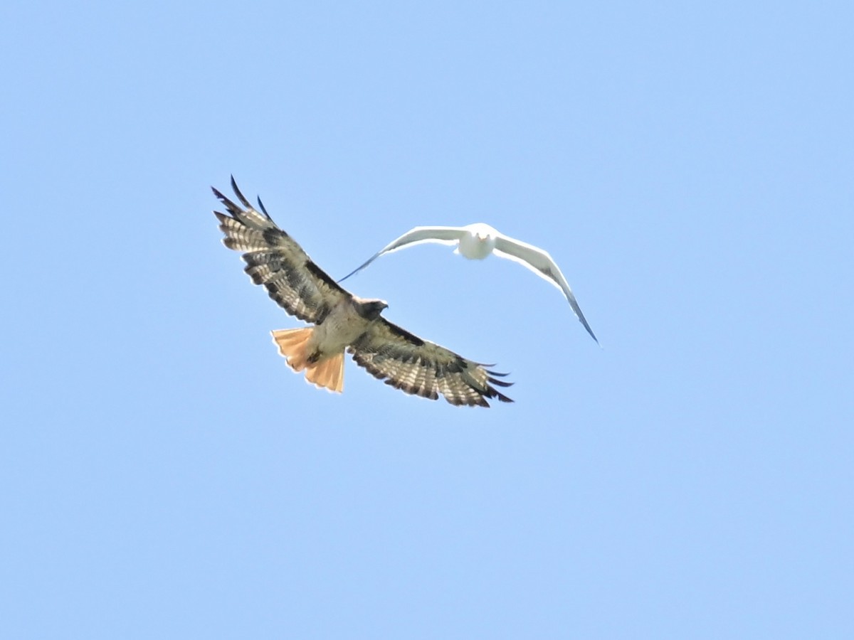 Red-tailed Hawk - ML621394033
