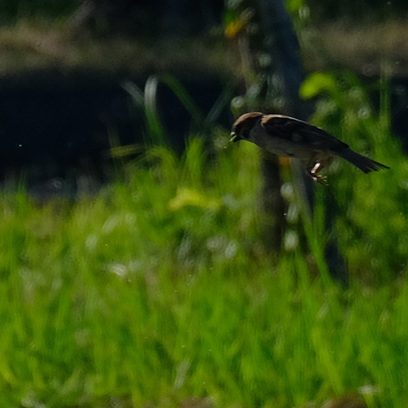 Eurasian Tree Sparrow - ML621394115