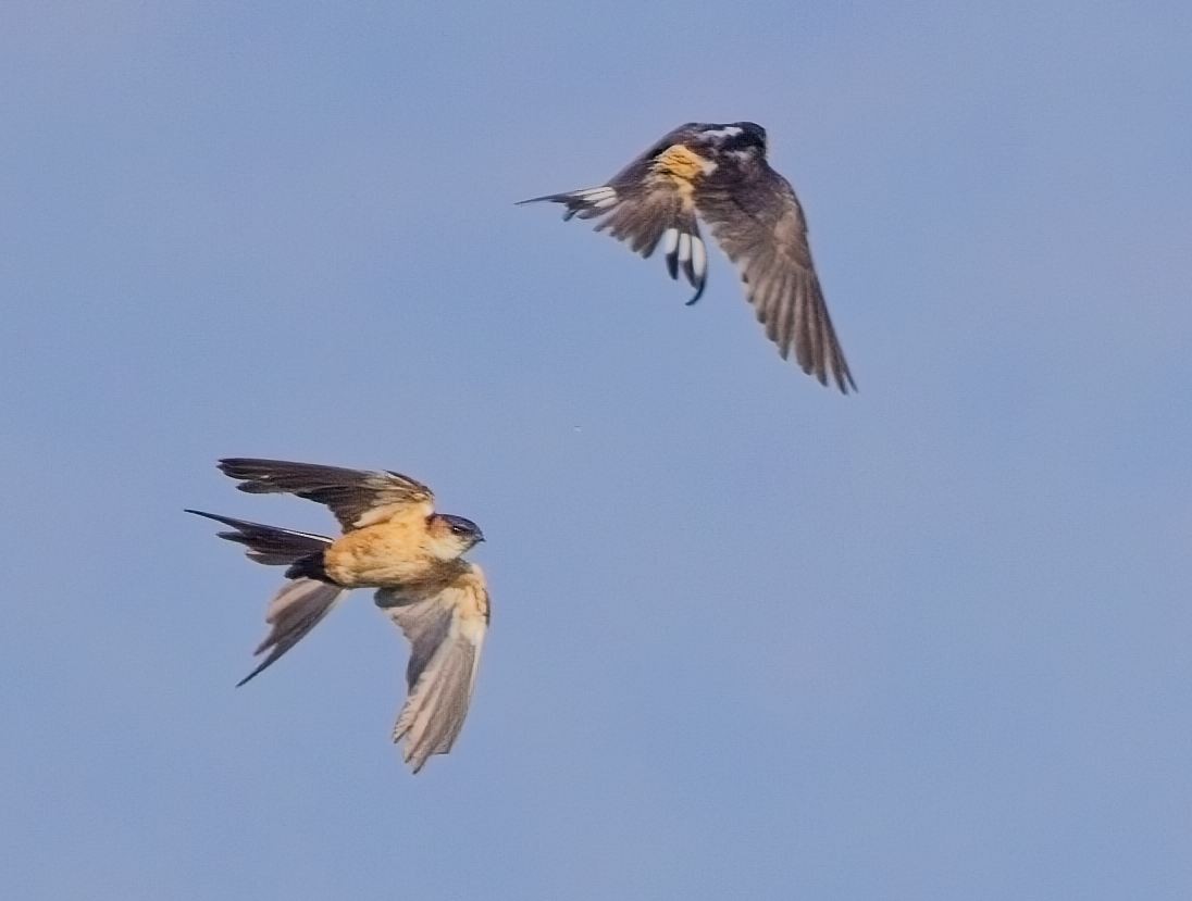 Red-rumped Swallow - ML621394176