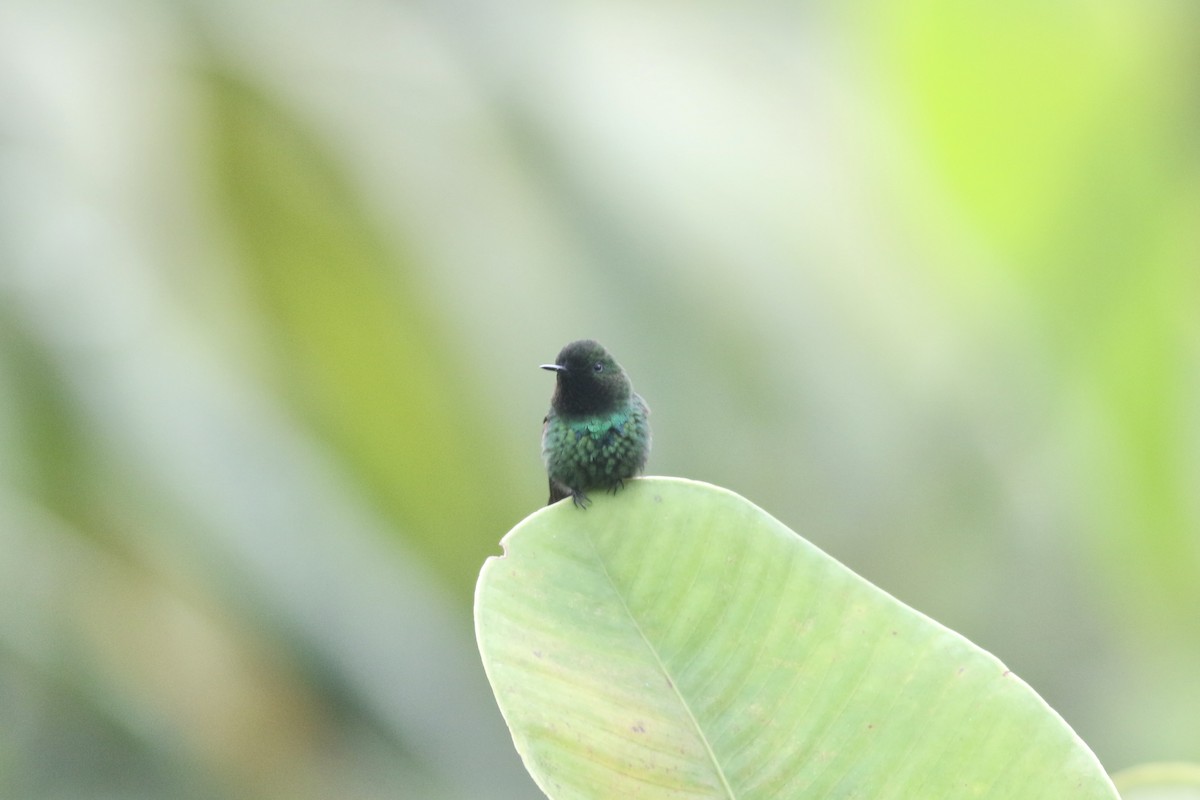 kolibřík trnoocasý - ML621394197