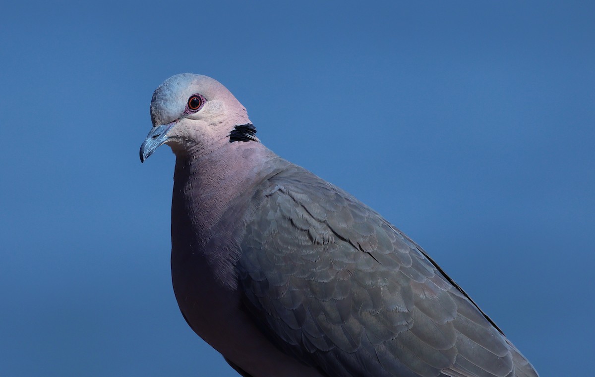 Red-eyed Dove - ML621394199