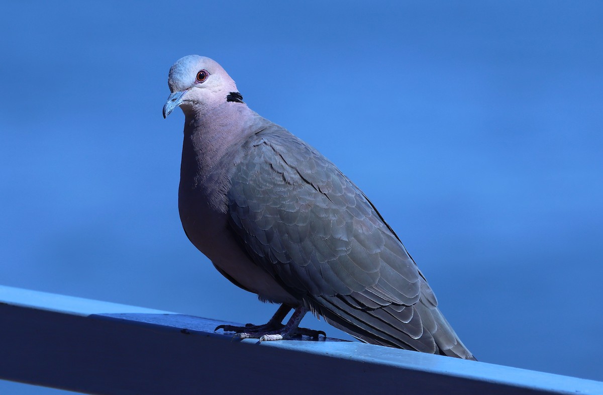 Red-eyed Dove - ML621394200