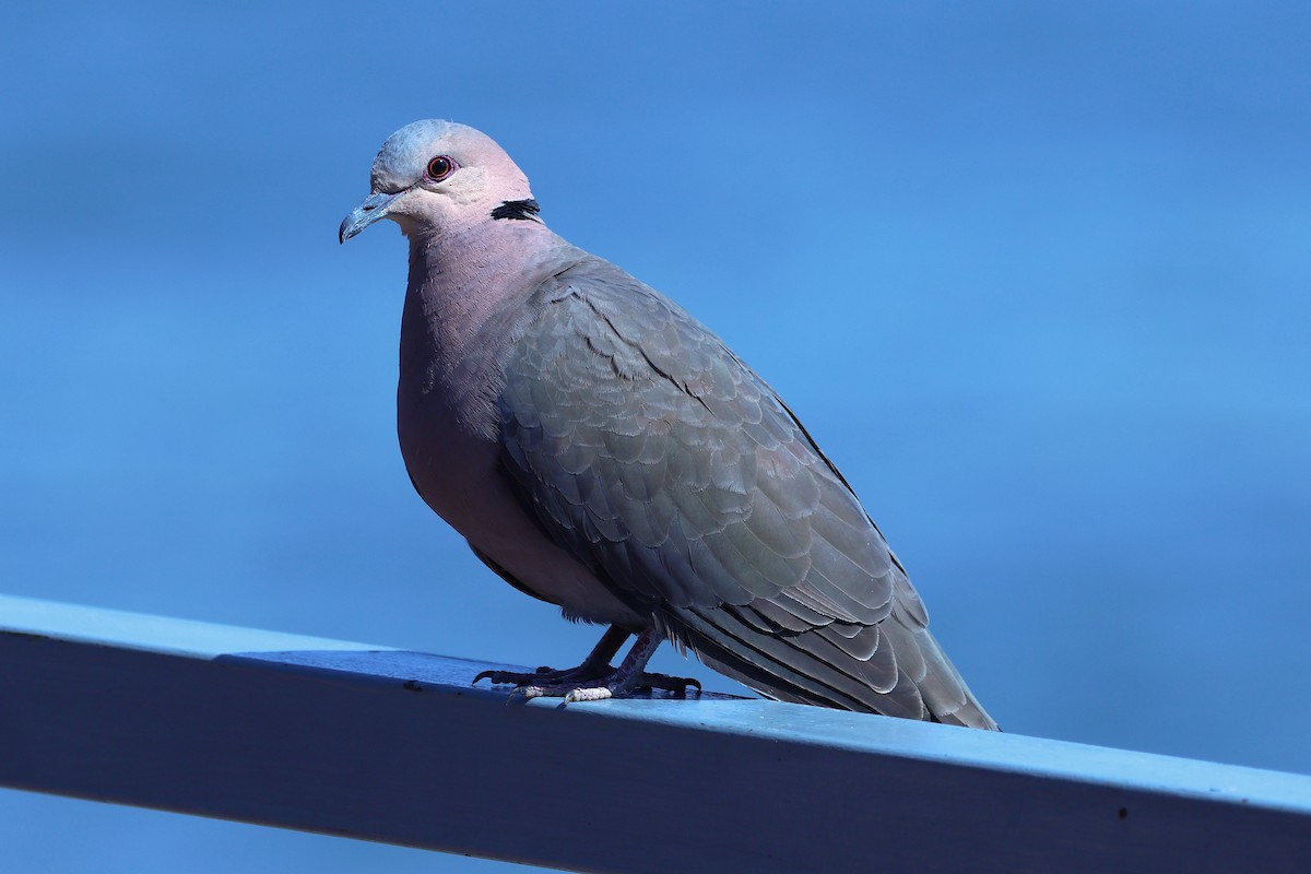 Red-eyed Dove - ML621394201
