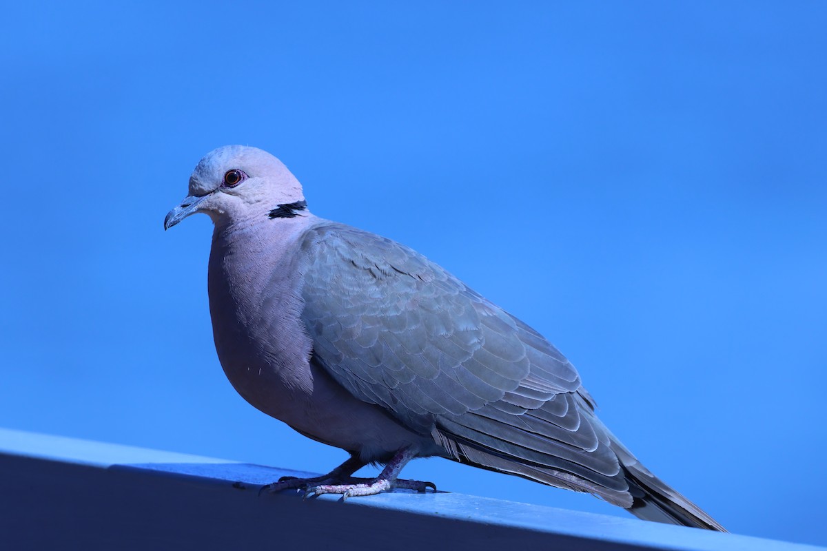 Red-eyed Dove - ML621394203