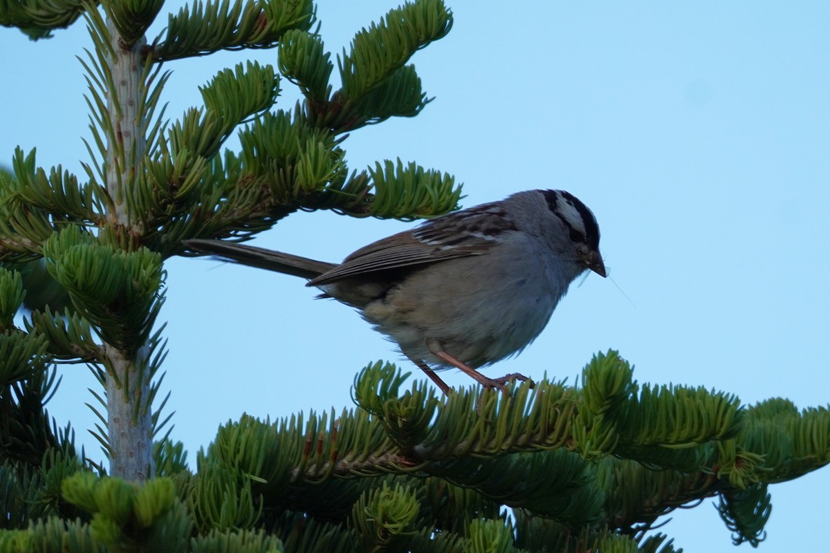 White-crowned Sparrow - ML621394217