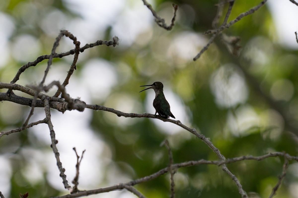 Black-chinned Hummingbird - ML621394225