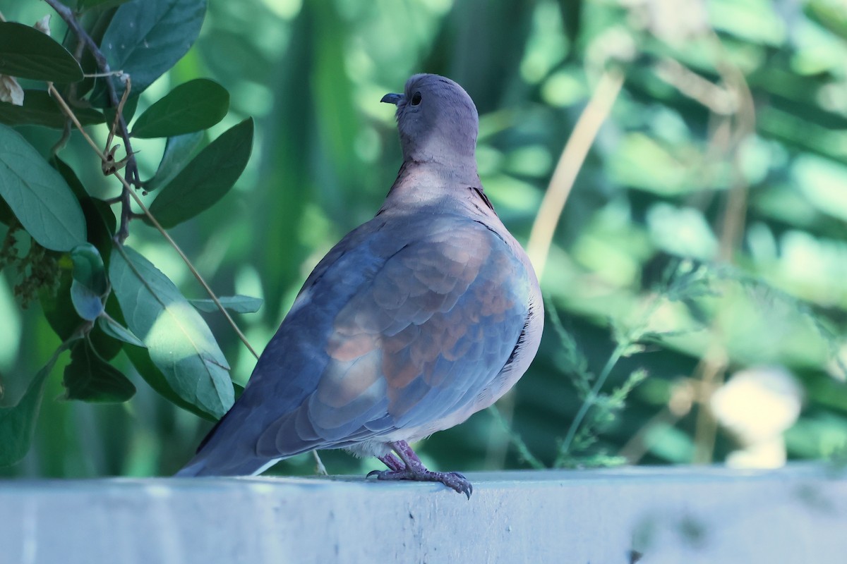 Laughing Dove - ML621394229