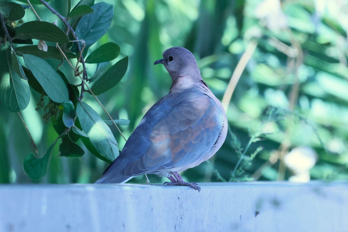 Laughing Dove - ML621394230