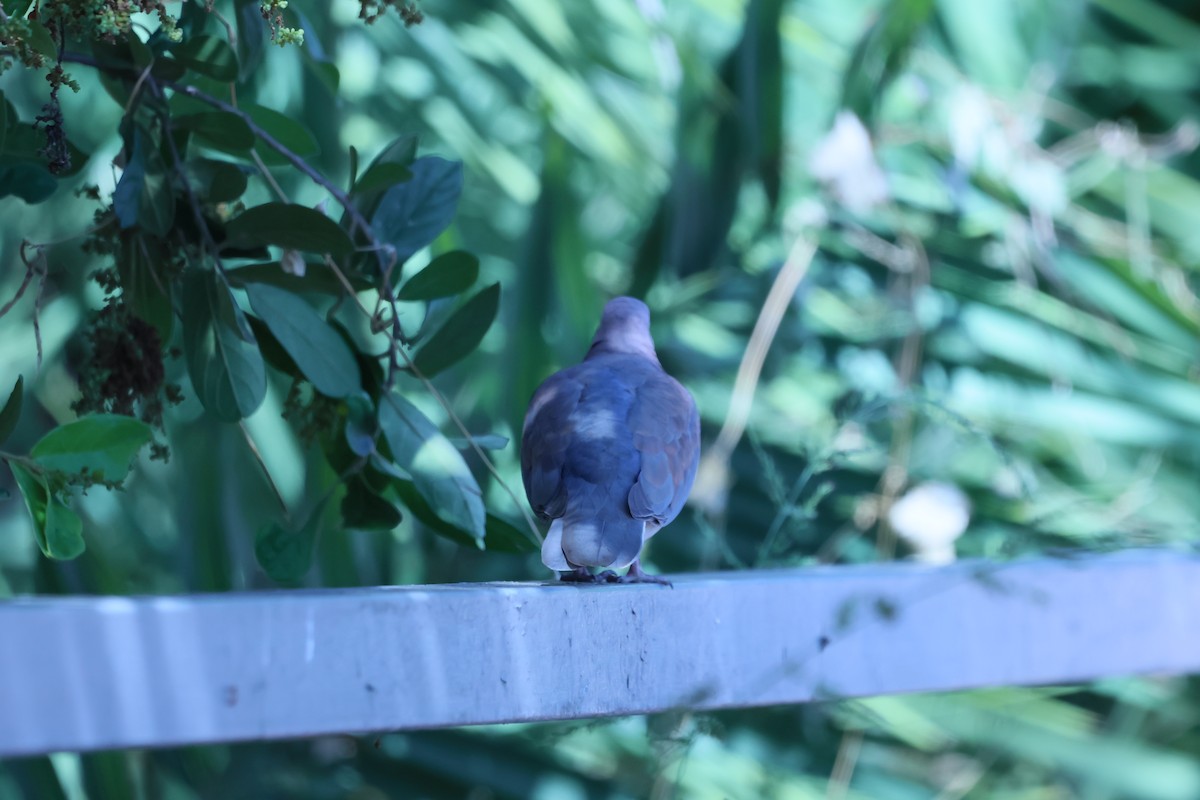 Laughing Dove - ML621394231