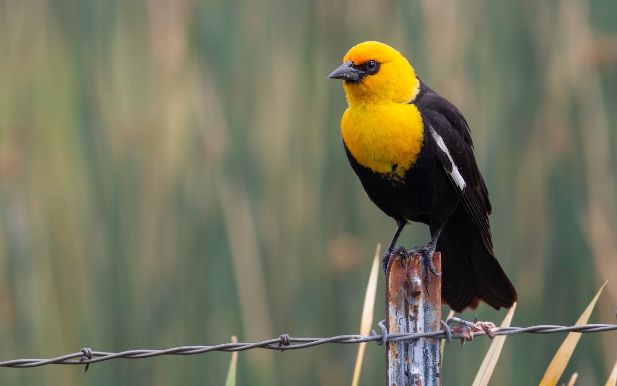 Yellow-headed Blackbird - ML621394236