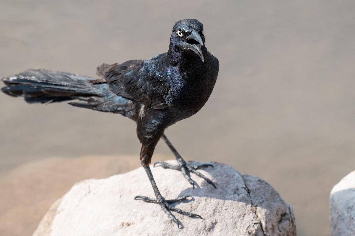 Great-tailed Grackle - ML621394239
