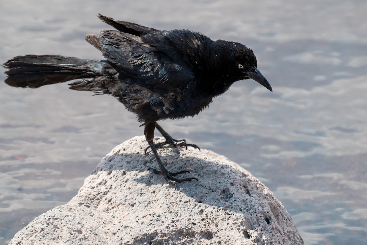 Great-tailed Grackle - ML621394240