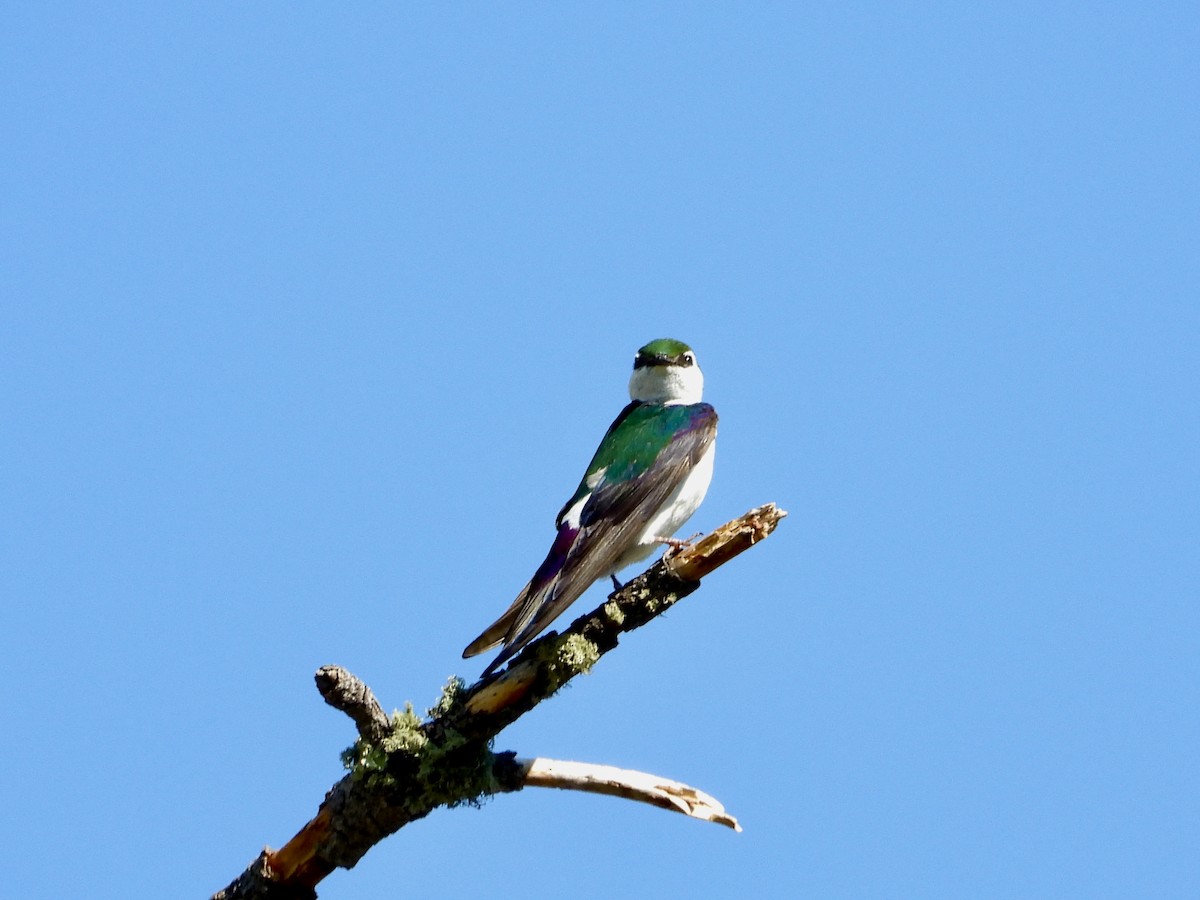 Violet-green Swallow - ML621394287