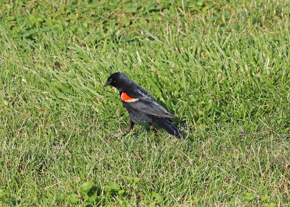 Red-winged Blackbird - ML621394293