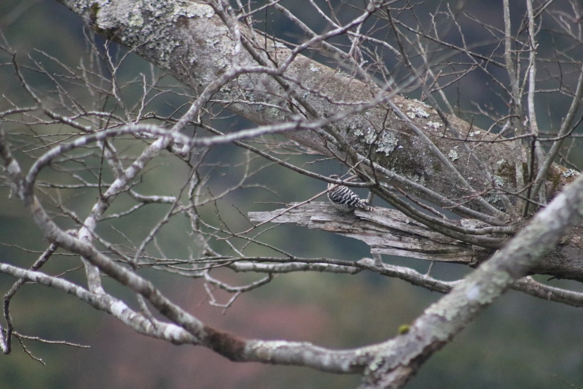 Japanese Pygmy Woodpecker - ML621394461