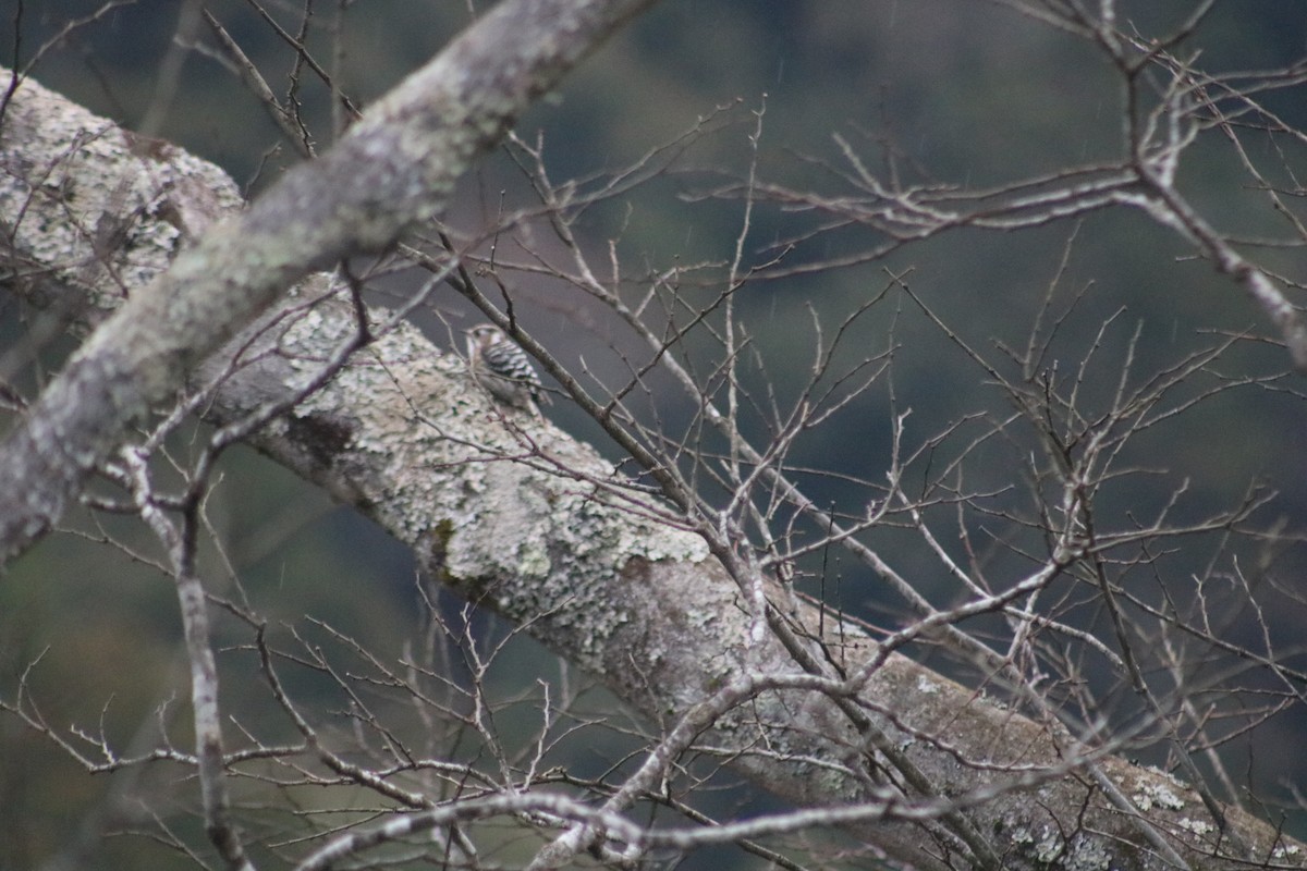 Japanese Pygmy Woodpecker - ML621394462