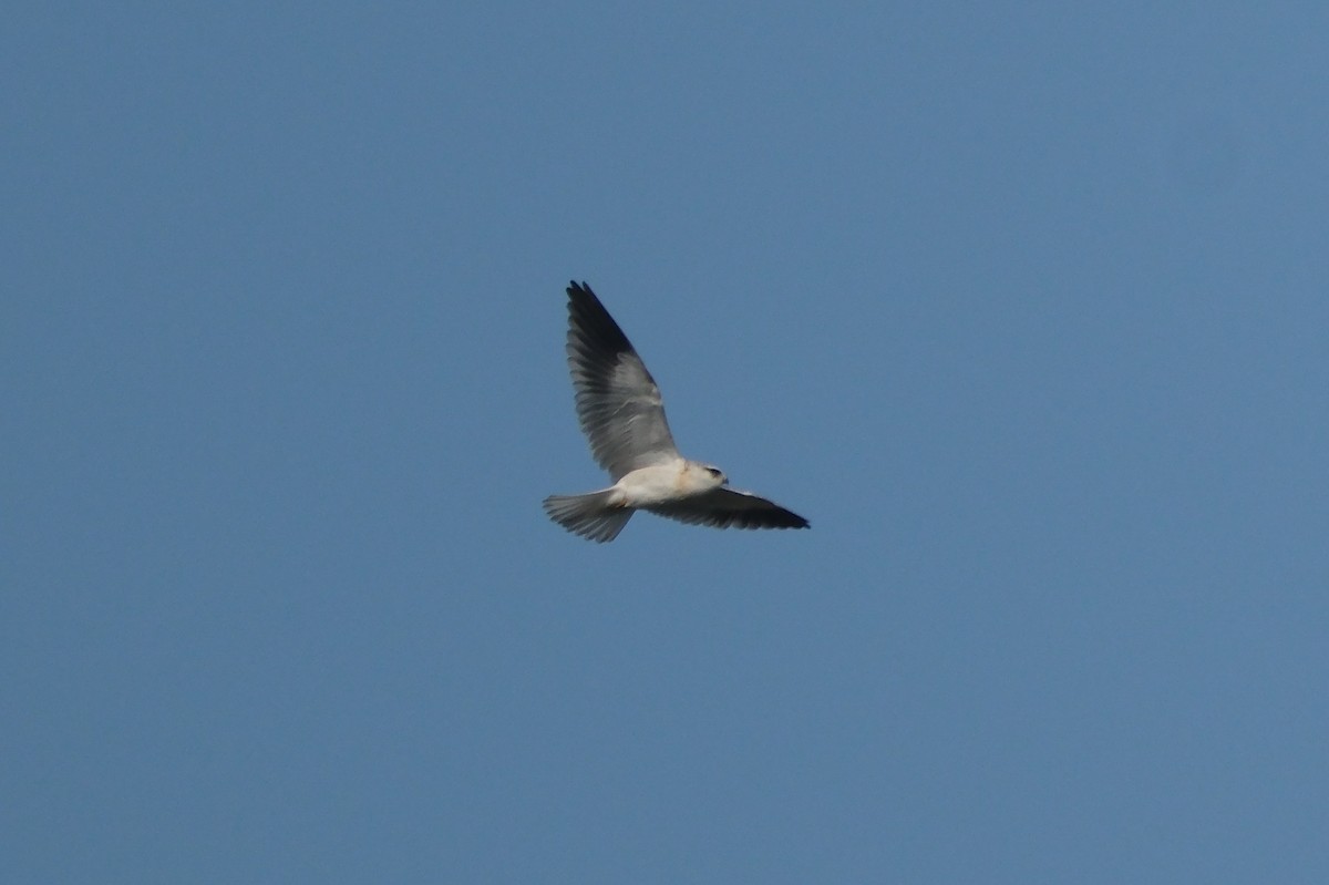 Black-winged Kite - ML621394473