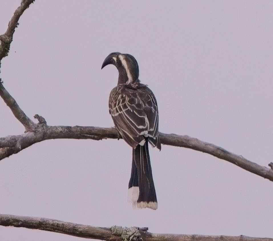 African Gray Hornbill - ML621394505
