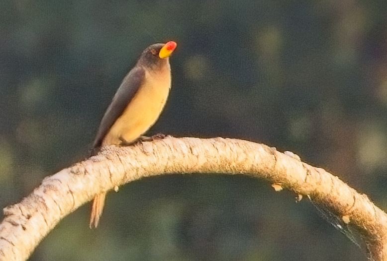 Red-billed Oxpecker - ML621394541
