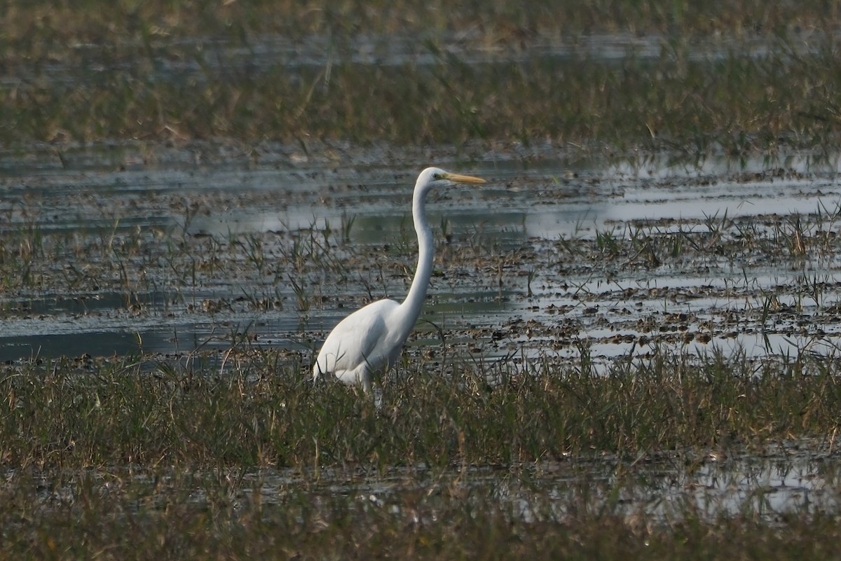 Great Egret - ML621394574