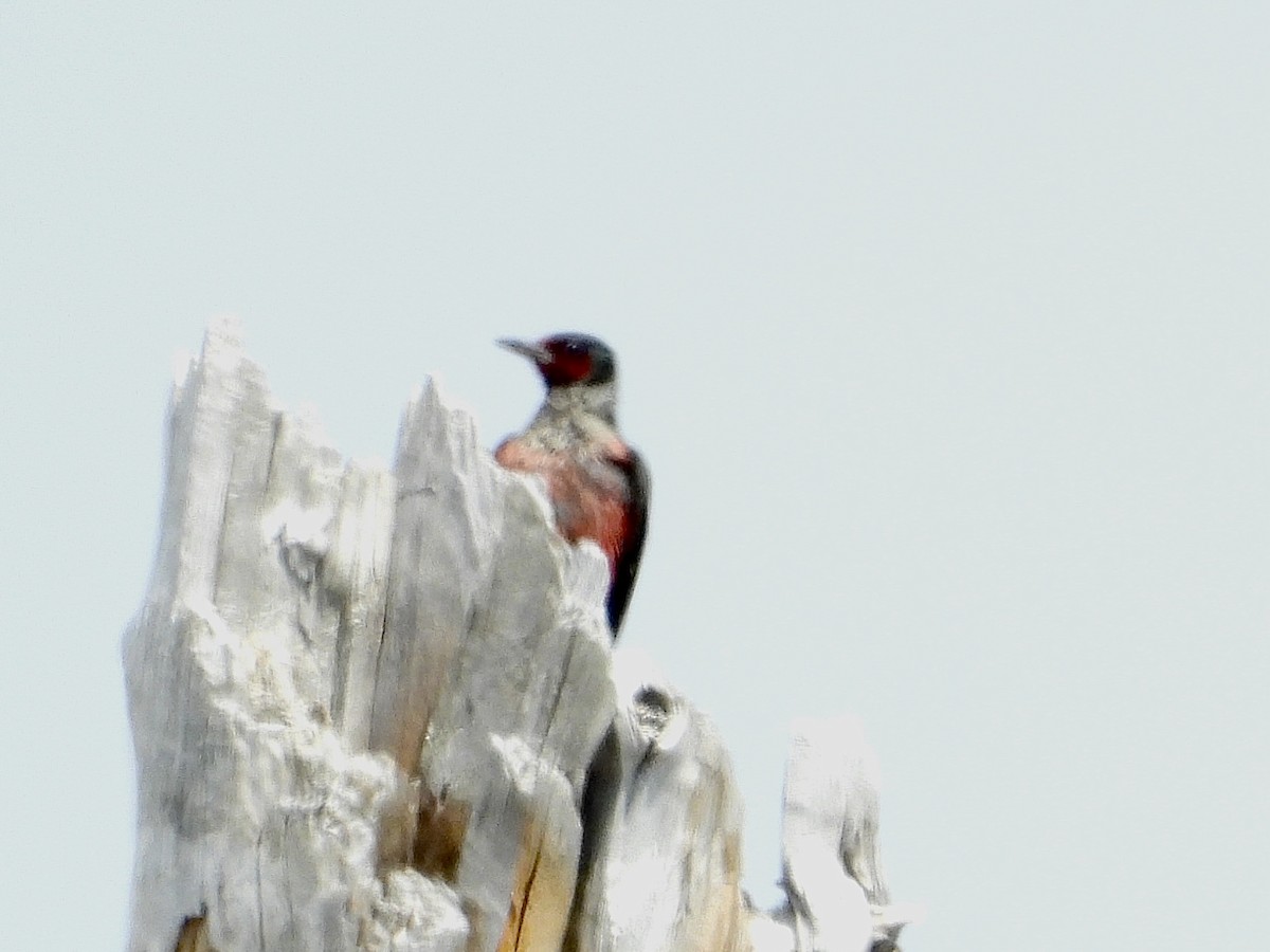 Lewis's Woodpecker - Linda Schwegman