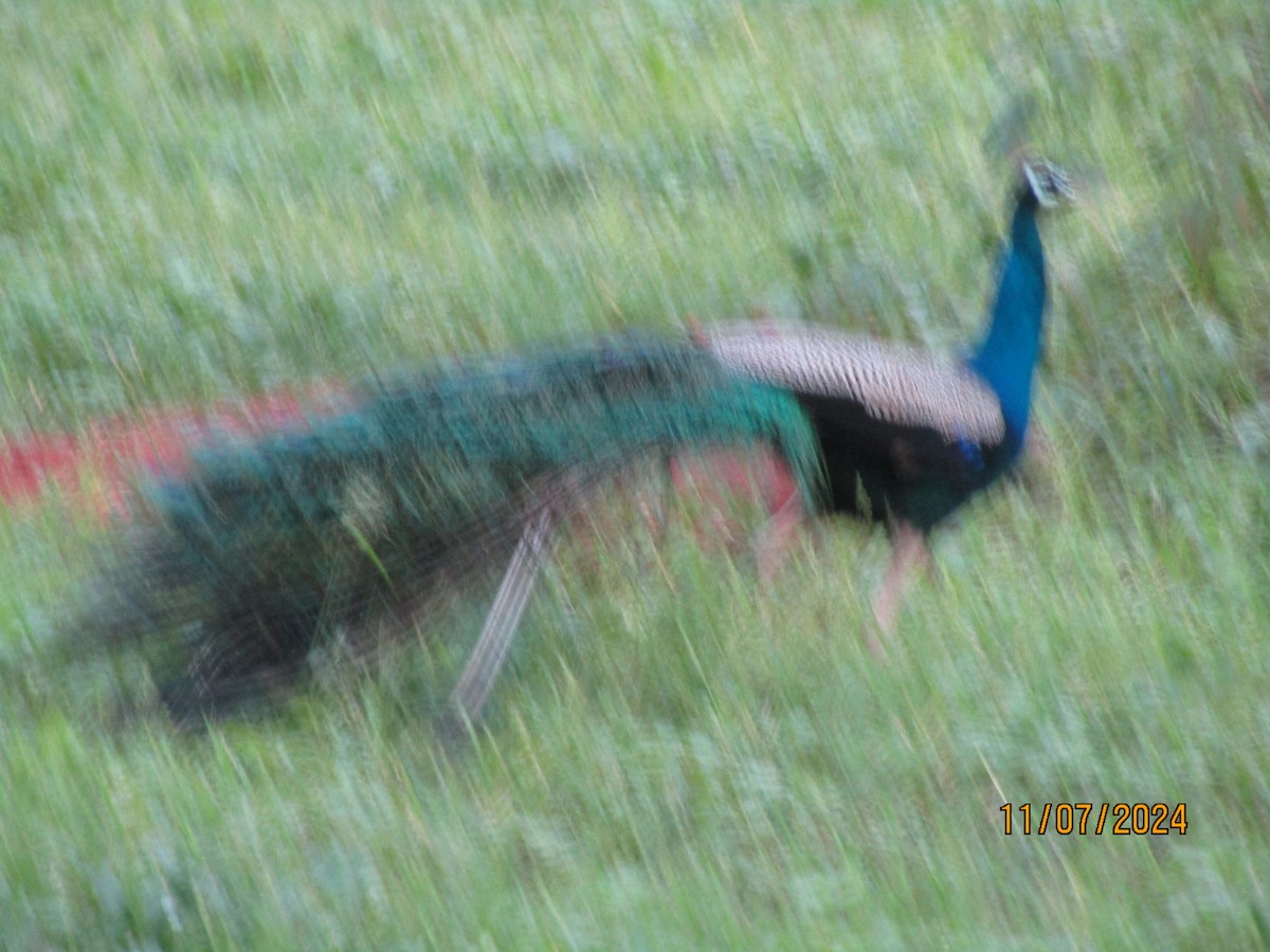 Indian Peafowl - ML621394609