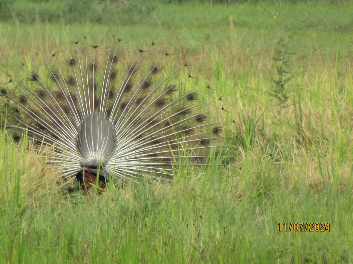 Indian Peafowl - ML621394610