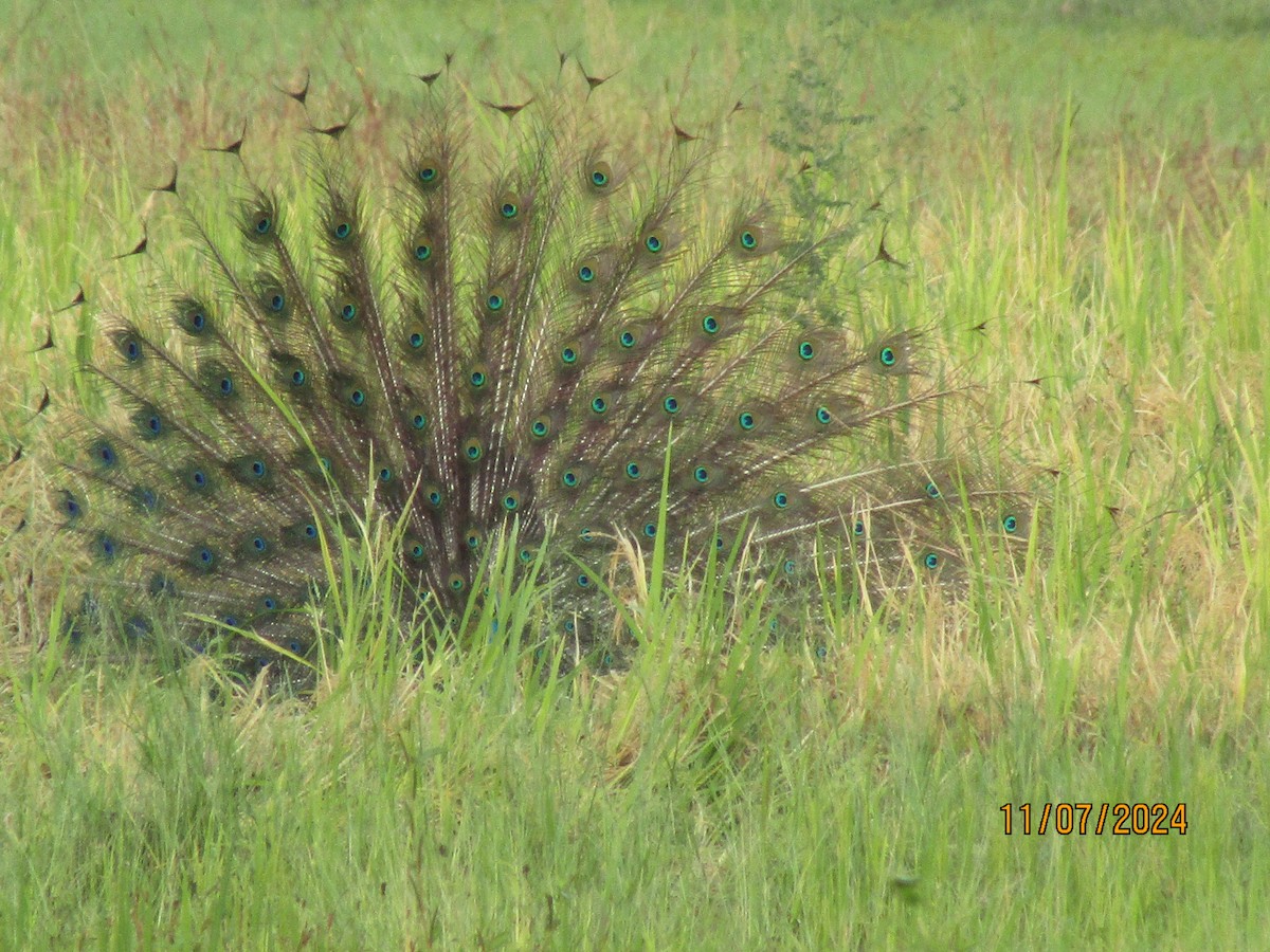 Indian Peafowl - ML621394612