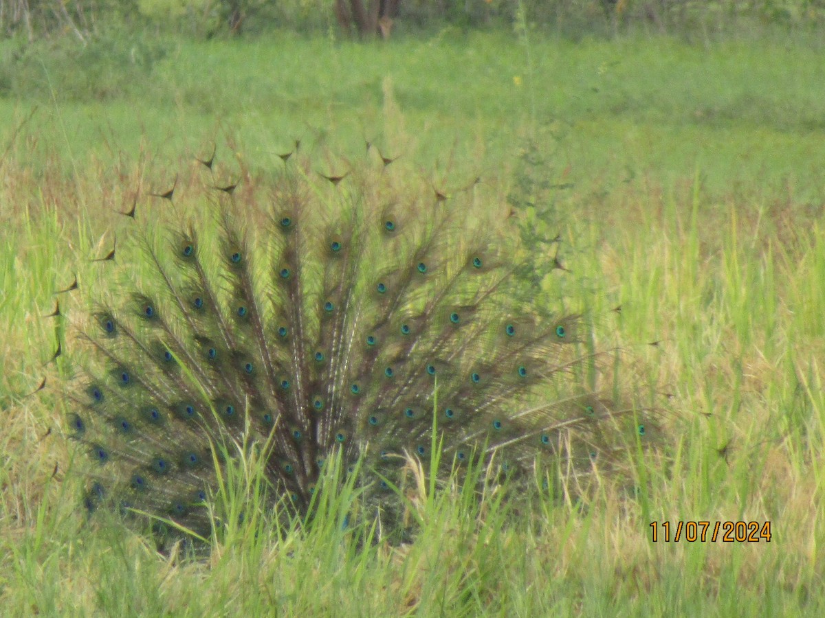 Indian Peafowl - ML621394613